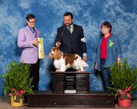 Cavalier King Charles Spaniel #9 Sat G3 Henry Dr Bruce Shirley Agent Clint Livingston Judge Darryl Vice