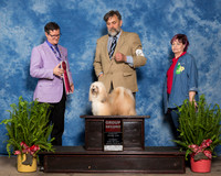 Havanese #12 Sat G2 Lucas Patricia David Darlene Scheiris Judge Darryl Vice