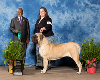 Mastiff #26 Sat G3 Gray Tara Marty Phil Hancock Judge Eugene Blake