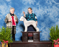 Bedlington Terrier #5 Sat G2 Steele Julianne Ed Wolkenmuth Agent Ashlie Whitmore Judge Margo Klinger
