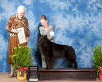 Belgian Sheepdog #5 Sat G4 Beth Latchnitt Judge Joan Zielinkski