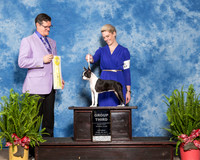 Boston Terrier #12 Sat G3 Mcenaney Candice Jami R A Robert Mangum Judge Darryl Vice