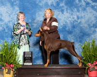 Doberman Pinscher #20 Sat RWB Byrns Coleen Mary Ann Byrns Judge Karen Ahrends