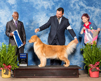 Golden Retriever #16 Sat G1 Andras Alisa Jim Andras Kathy Whipple Judge Eugene Blake