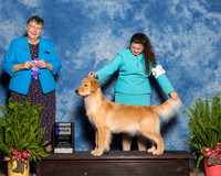 Golden Retriever #8 Sat WB Nieman Mia Lindsay Nieman Judge Linda Riedel