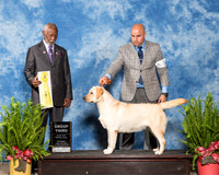 Labrador Retriever #16 Sat G3 Somoza Fernando Agent Jesus Moreno Judge Eugene Blake