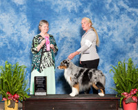 Miniature American Shepherd #5 Sat OHG1 Jeannie McAdams Judge Karen Ahrends