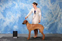 Rhodesian Ridgeback #7 Sat BOW RESHOOT Heather Timmermans H Judge Mr Donavon Thompson