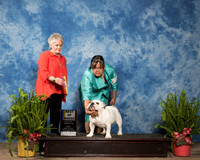Bulldog #12 Sun BOB Wattenbarger Donna Jim Brett McDonough R Pittman Judge Margo Klinger