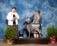 German Shorthaired Pointer #12 Sun WB Crowell Paige Judge Linda Riedel