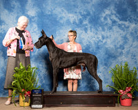 Great Dane #15 Sun BOW Whitmore Janet Judge Joan Zielinski