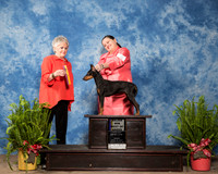 Manchester Terrier Standard #8 Sun BOB Maj Gates Robin Kathleen Brewer Paul Holser Judge Margo Klinger