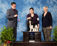 Cavlier King Charles Spaniel #5 Sun BOW Vezina Elizabeth Judge Darryl Vice