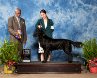 Flat Coated Retriever #5 Sun BOB New Ch Montgomery Jessica Judge Eugene Blake