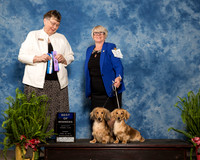 Dachshund Longhaired #17 & #10 Sun BOW Jeanie Wilson Judge Linda Riedel