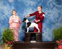 Fox Terrier Smooth #J600 Sun RBest Jr Carolyn Golleher Judge Karen Ahrends