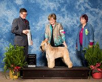 Soft Coated Wheaten Terrier #5 Sun G4 Snoddy Janet Philip Snoddy Judge Darryl Vice