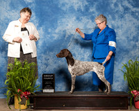 German Shorthaired Pointer #8 G4 Judge Linda Riedel