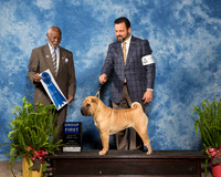 Chinese Shar Pei #8 Sun G1 Mauk Jeff Susanna Bjornsson S Demirgian Beazly Agent Clint LIvingston Judge Eugene Blake