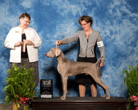 Weimaraner #7 Sun BOB Peck Diane Earl Theresa Sanders Milan Agent Gerry Thornton Judge Linda Riedel