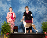 Whippet #14 Sun G2 Bahm Carol A harris Deborah Judge Karen Ahrends