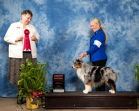 Miniature American Shepherd #15 Sun G2 Jeanie McAdams Judge Linda Riedel