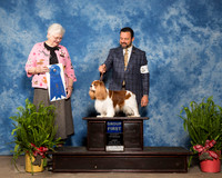 Cavalier King Charles Spaniel #9 Sun G1 Henry Dr Bruce Shirley Agent Clint Livingston Judge Joan Zielinski