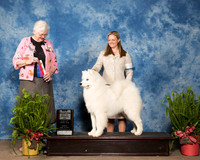 Samoyed #5 Sun BOS New Ch Price Robert Agent Holly Leftwich Judge Joan Zielinski