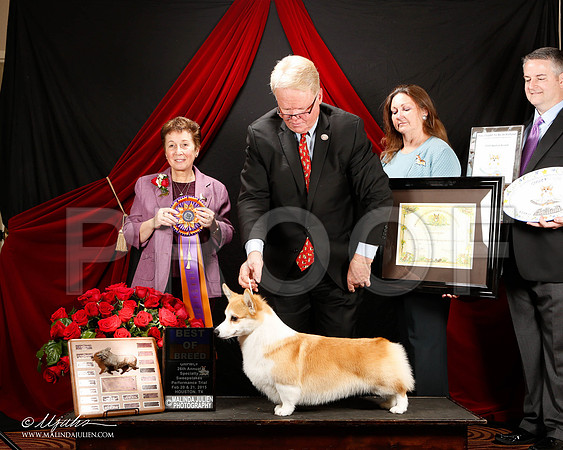 _ST_3417-2-HstnCorgiFeb2015-HR3