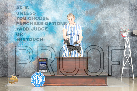 Russian Toy #10 Sun BOSBOWCh Judge Sharon Derrick_MJ_5013_Amarillo_2022_HR3