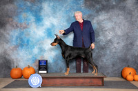 Doberman Pinscher #7 WDBOW Sun Judge Hal Biermann