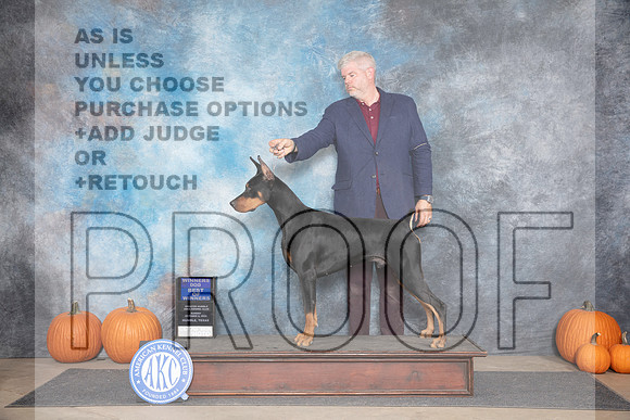 Doberman Pinscher #7 WDBOW Sun Judge Hal Biermann__JP_9593_Humble_2024_HR3