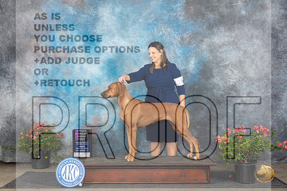 Rhodesian Ridgeback #18 Fri OHBOB OHG1 Judge Elizabeth ‘Beth’ Sweigart__JP_6131_San Antonio_2024_HR3