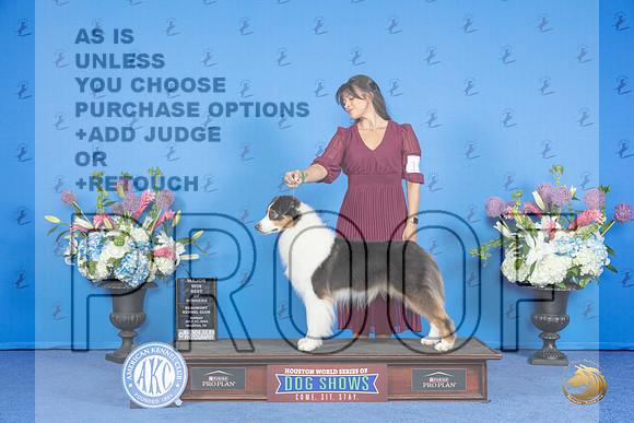 Australian Shepherd #17 SUN WD BOW NC M Judge James Moses__JP_0425_Houston_2024_HR3