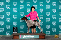 German Shorthaired Pointner #189 Sun BOBCH GCH Judge Kathie Short