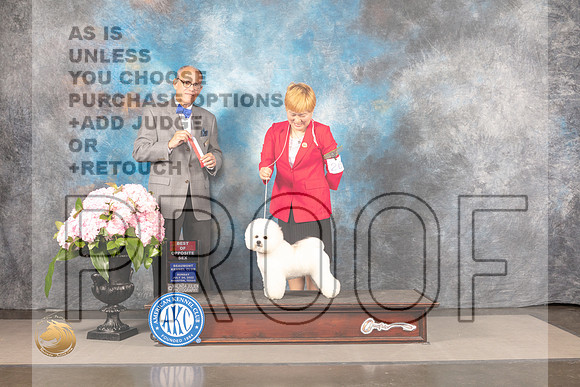 Bichon Frise #26 SUN BOS Judge Luis Sosa_MJ_8133_Houston_2022_HR3