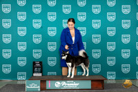 Alaskan Klee Kai Thur BOBT10 Judge Rick Gann
