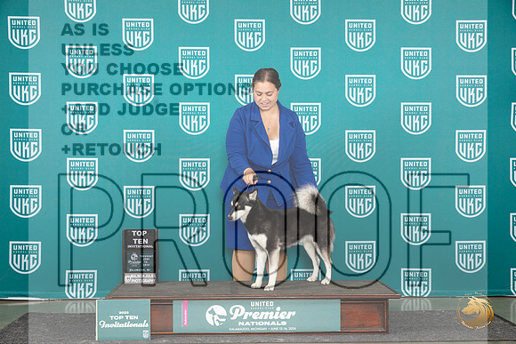 Alaskan Klee Kai Thur BOBT10 Judge Rick Gann__JP_3080_Premier_2024_HR3