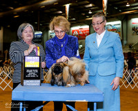Pekingese #15 Sun BOB +A2