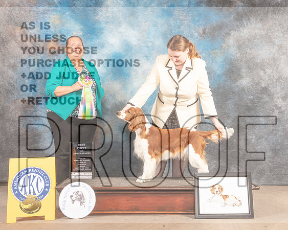Welsh Springer Spaniel #8 Fri BISweeps Judge Sandy Lear-MMJ_7759-FW2022-HR3