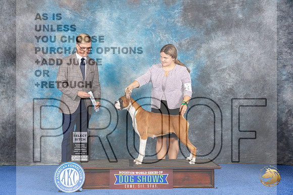 Boxer #32 WED SB Judge Douglas Johnson__JP_7298_Houston_2024_HR3