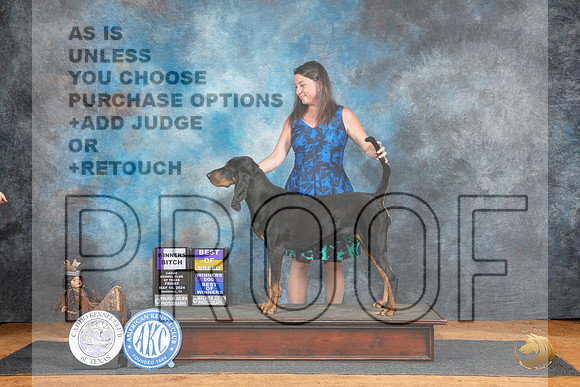 Black and Tan Coonhound #8 Fri BOB Judge Karen Hynek__JP_7095_MARSHALL_2024_HR3