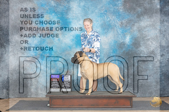 Bullmastiff #6 Sat 9121stWBBOBOHBOB Judge Sharol Candace Way__JP_9697_Abilene_2024_HR3