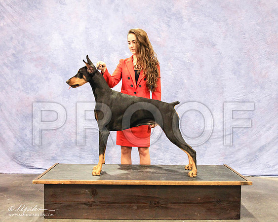 Dobe-6393 PROOF