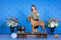 Rhodesian Ridgeback #32 SAT WB NBGC Judge Douglas Johnson