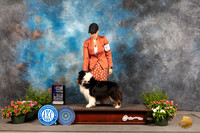 Shetland Sheepdog #30 Sun WB Judge Robert Shreve