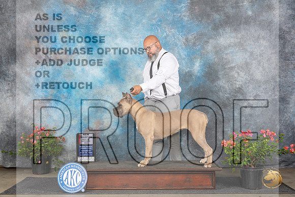 Cane Carso #10 Sun BOSCH Judge Karen McFarlane__JP_6014_San Antonio_2024_HR3