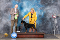 German Pinscher #5 Sat OHG2 Judge Jon Cole