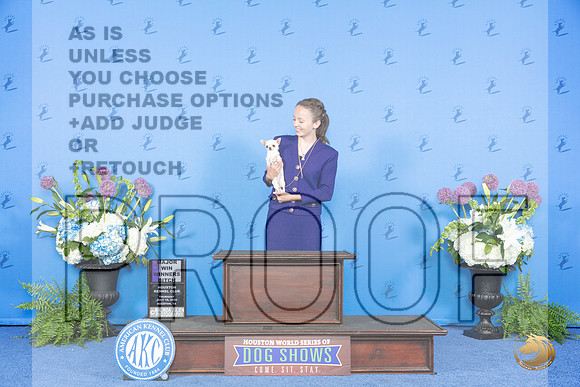 Chihuahua Smooth #12 THUR WBM Judge Sandra Lex__JP_7985_Houston_2024_HR3