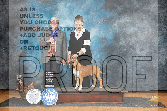 American Staffordshire Bull Terrier #5 Sat PG2 Judge Robert Stein__JP_7774_MARSHALL_2024_HR3